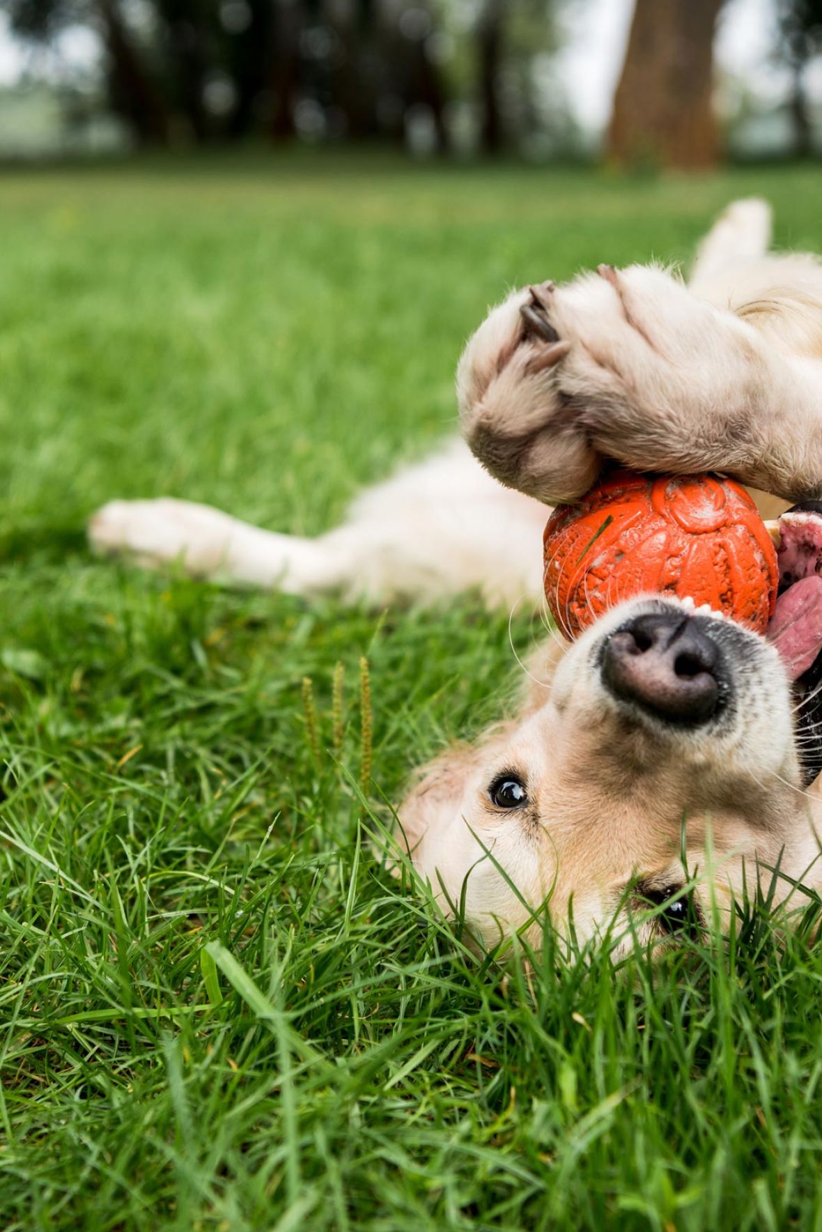 Attain at Greenbrier apartment homes with A golden retriever lies on green grass, playfully holding an orange ball with its paws and mouth.